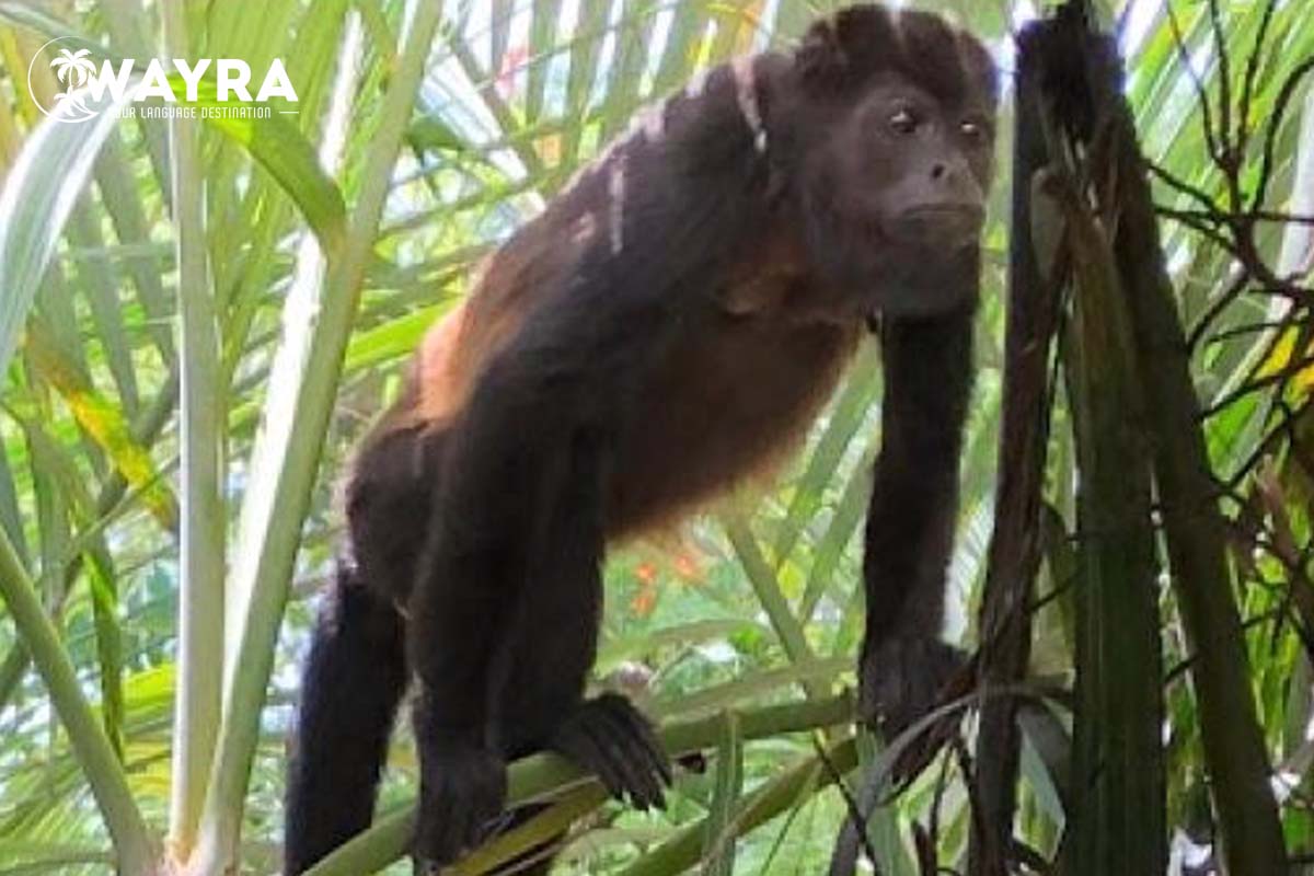 A Howler monkey visits our Spanish school in Costa Rica